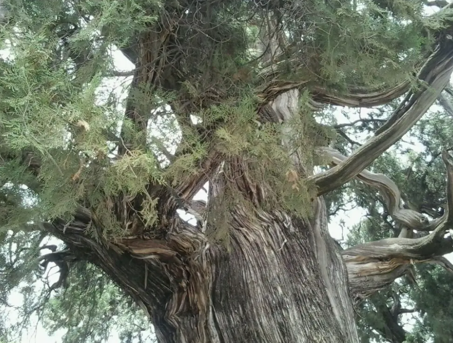 061651825685732816.png 2.png