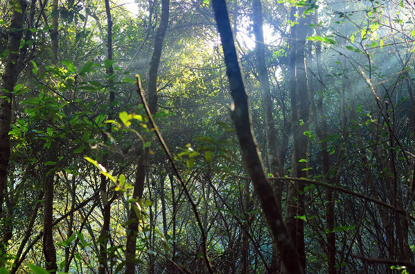 171652795252205971.png 1、2段之間.png